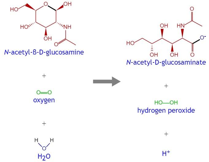 Enzyme Activity Measurement of N-Acylhexosamine Oxidase Using Spectrophotometric Assays